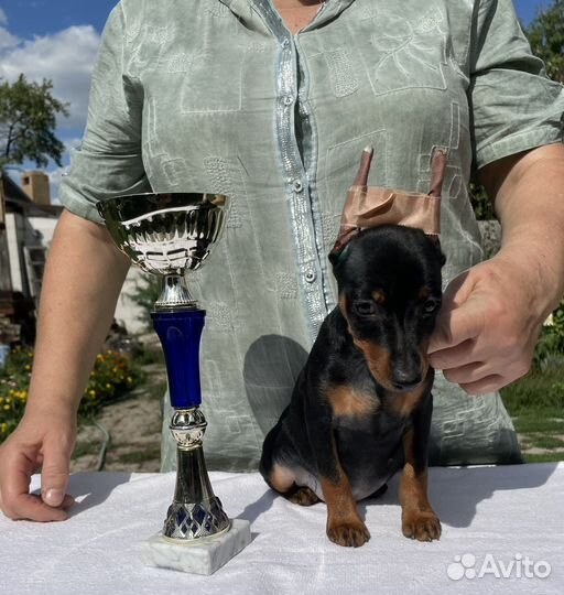 Щенки цвергпинчера питомник Тень Луны