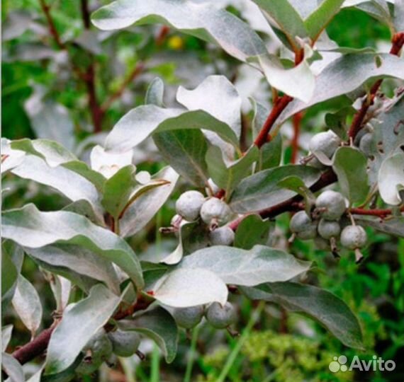 Лох серебристый