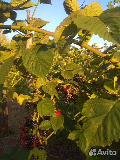 Саженцы винограда