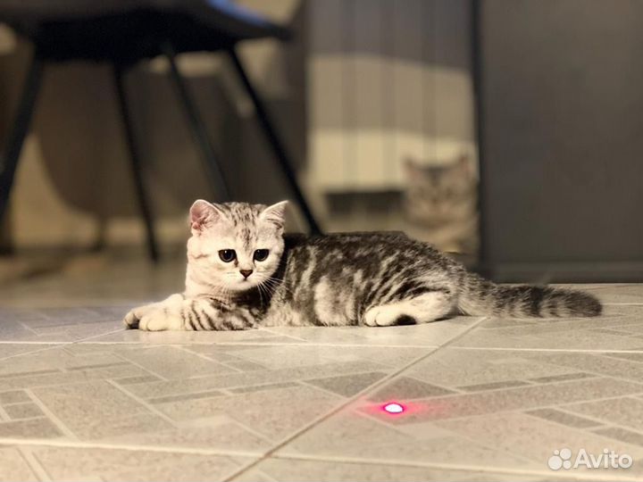 Британская