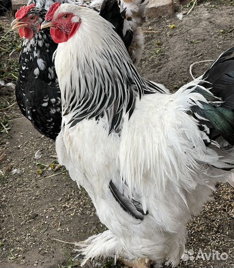 Брама семья