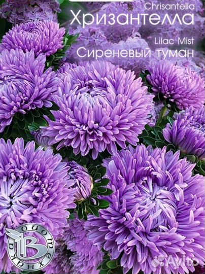 Однолетние цветы