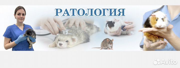 Ратолог - осмотр, лечение и консультация ратолога