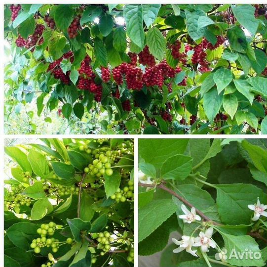 Лимонник китайский