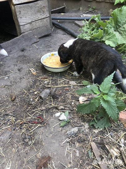 Отдам щенка в добрые руки