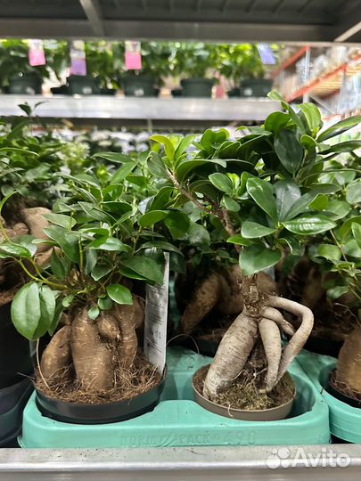 Бонсай Фикус Гинсенг