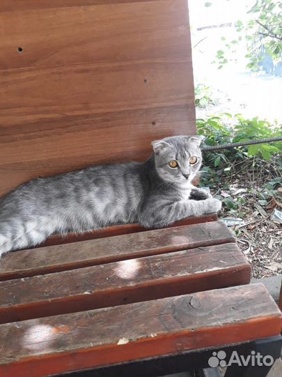 Шотландская