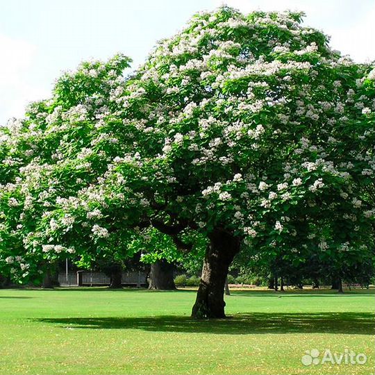 Катальпа бигнониевидная Catalpa bignonioides семен