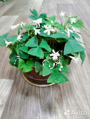 Комнатные цветы