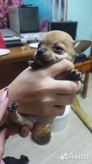 Щенки чихуахуа