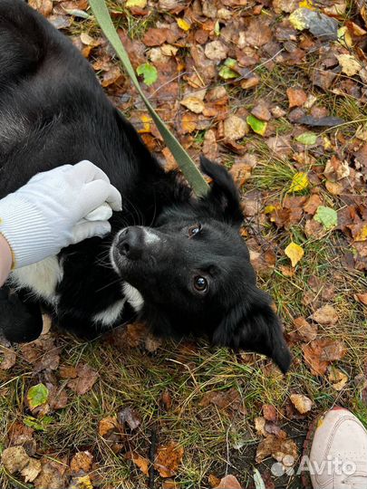 Молодой пёсик Валера