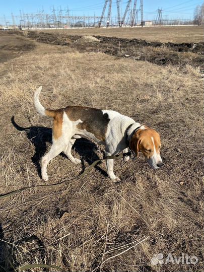 Вязка Русская гончая пегая Выжлец