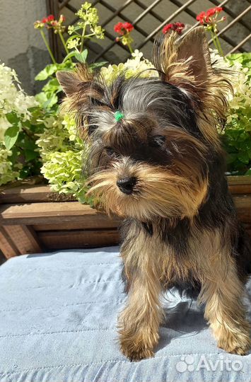 Мини-мальчик йорк