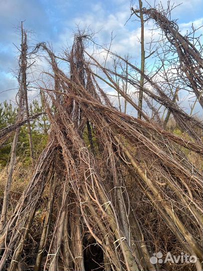 Липа мелколистная