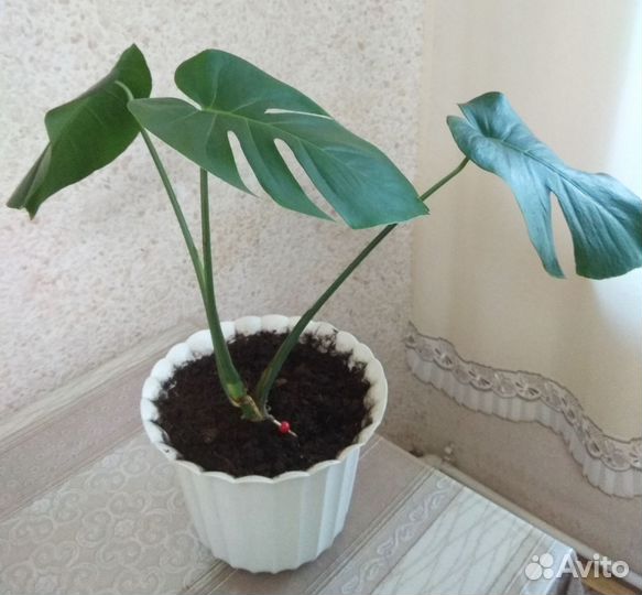 Монстера в горшке