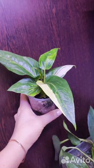 Антуриум вариегатный