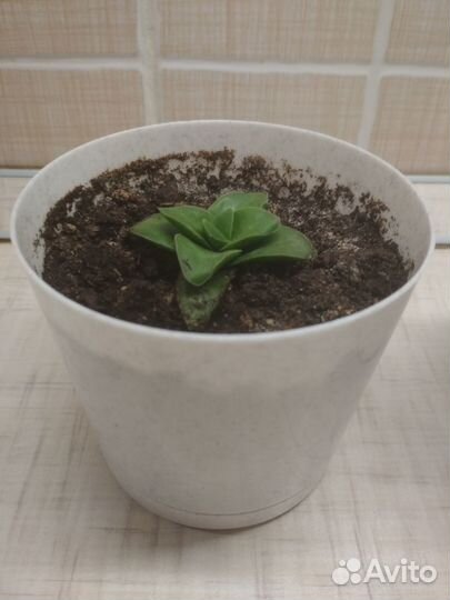 Крассула спрингтайм и хавортия ладьевидная