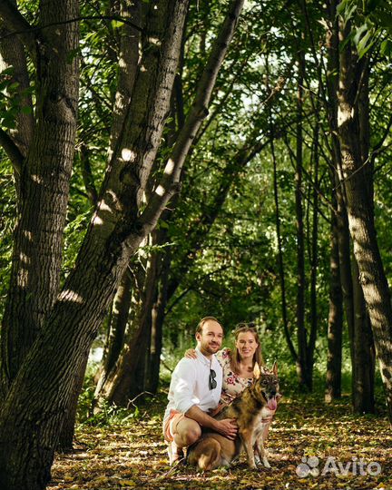 Овчарка в добрые руки