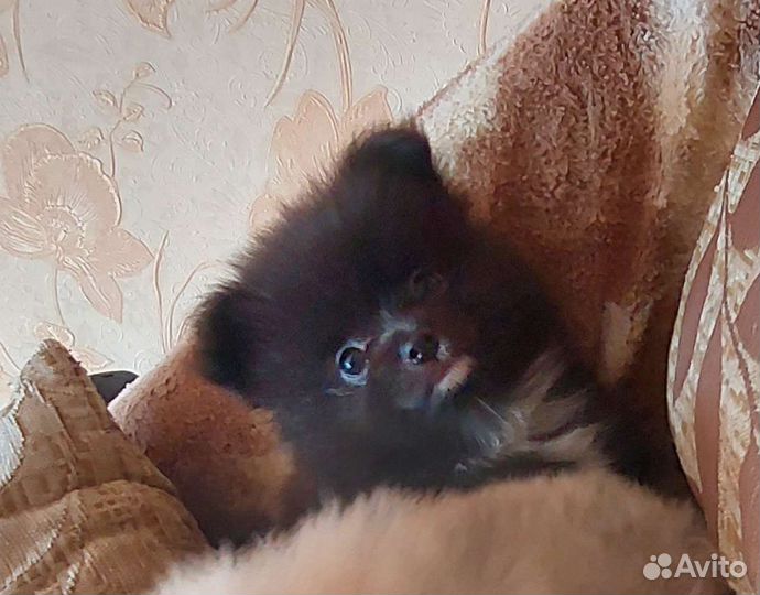 Щенки шпица