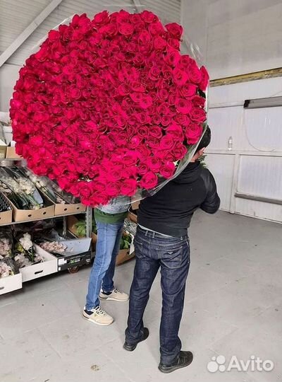 Метровые розы Доставка цветов