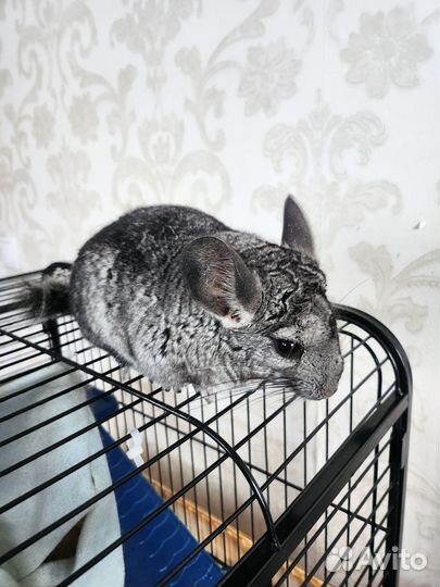 Шиншиллы с клеткой