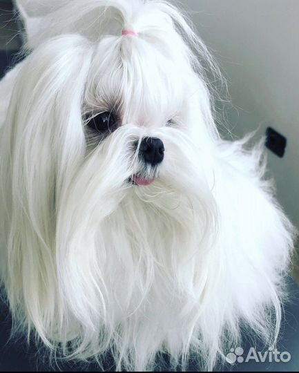 Мальтезе Вязка Жених