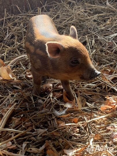 Поросенок кармал