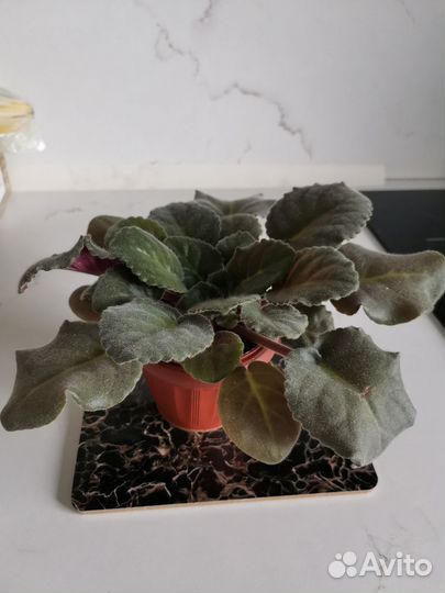 Фиалки сортовые