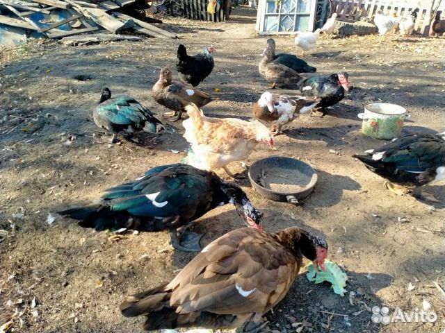 Продаются индоутки