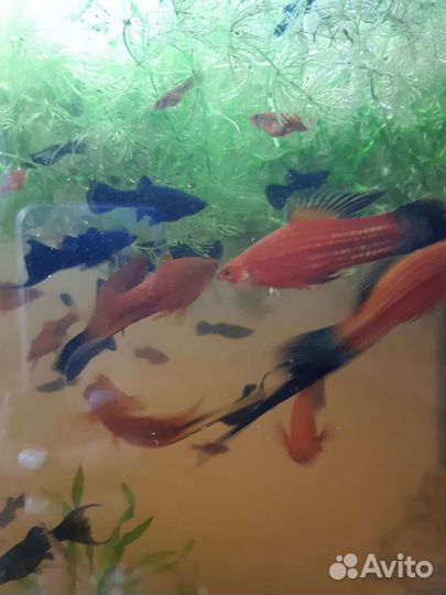 Аквариумные рыбки