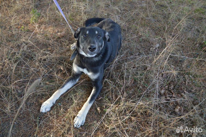 Собака в добрые руки