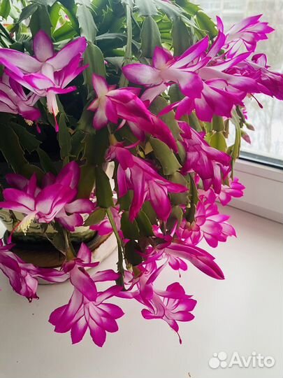 Декабрист шлюмбергера