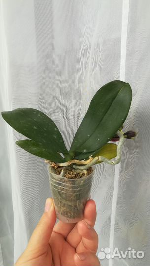 Орхидея фаленопсис из Азии цветущая