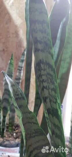 Сансевиерия 70 -90см