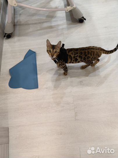 Бенгальские котята с документами