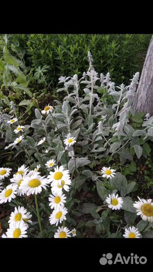 Ромашка, Чистец