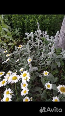 Ромашка, Чистец