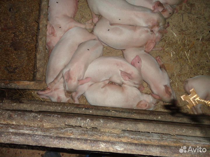 Поросята породистые
