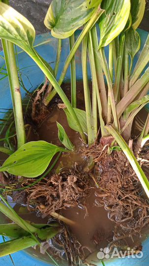 Хоста, медуница