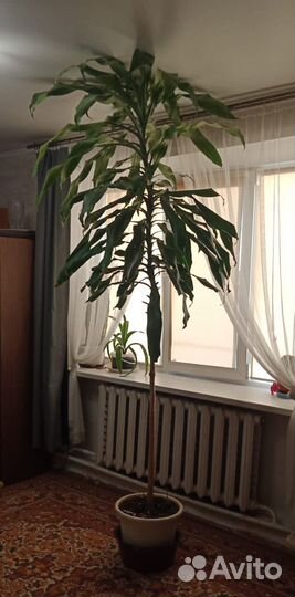 Пальма драцена