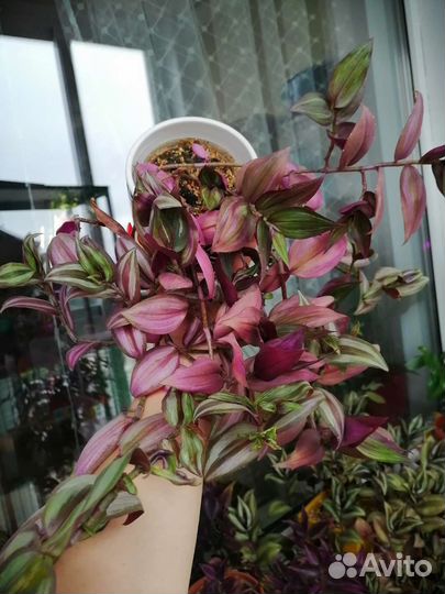 Традесканция сортовая большой куст