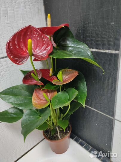 Антуриум красный сорт успех