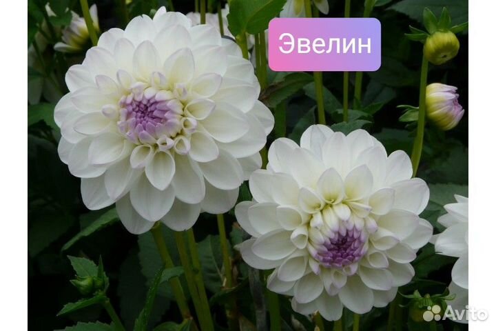 Георгины сортовые