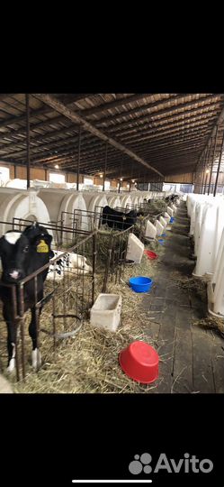 Бычки и телята