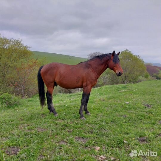 Карачаевский жеребец