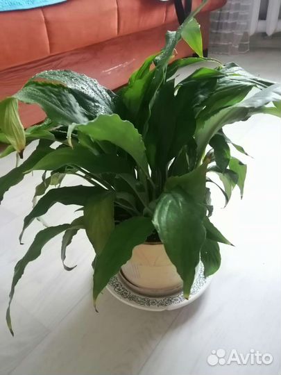 Спатифиллум (женское счастье)