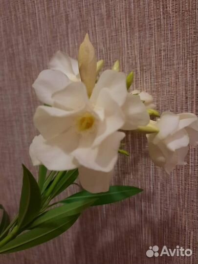 Олеандры сортовые, махровые