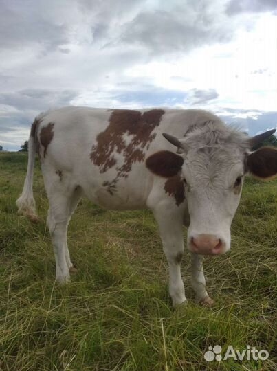 Телка стельная