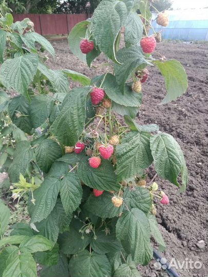 Ремонтантная малина полька