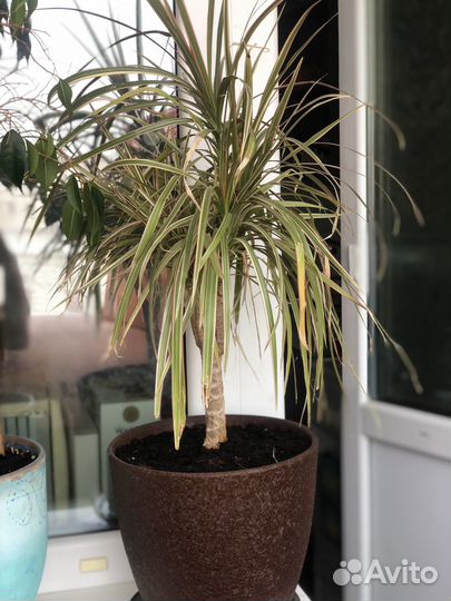 Пальма драцена